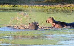 Image of Common Hippopotamus