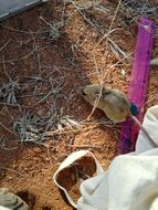 Image of Namaqua Rock Mouse -- Namaqua Micaelamys