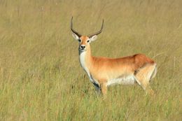 Image of Red Lechwe