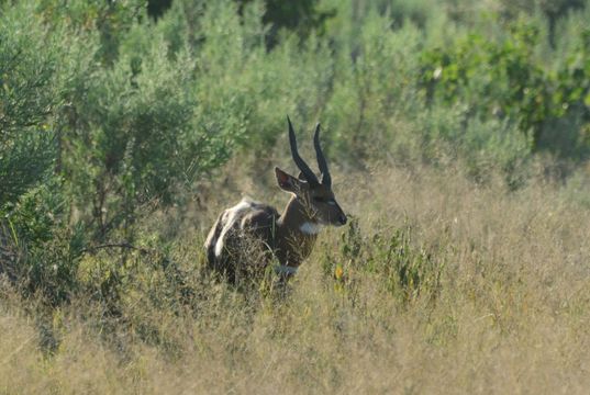 Image of Bushbuck