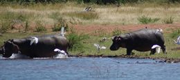 Image of Common Hippopotamus