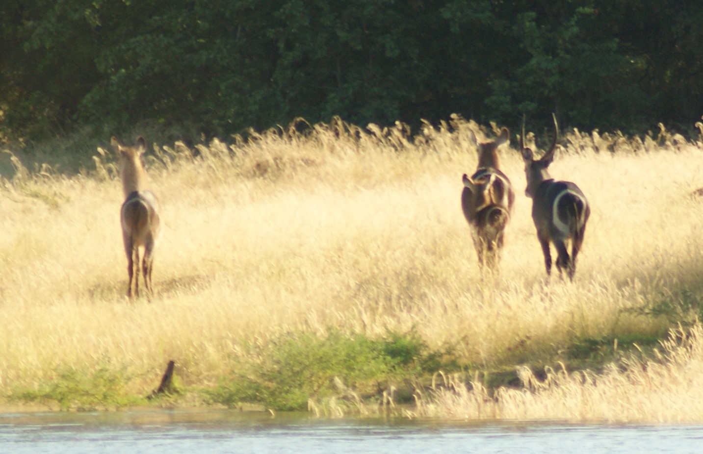 Image of Ellipsen Waterbuck