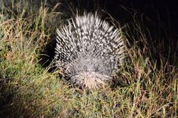 Image of African Porcupine