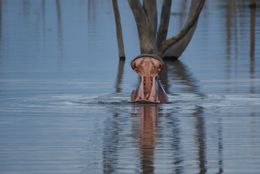 Image of Common Hippopotamus