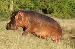 Image of Common Hippopotamus