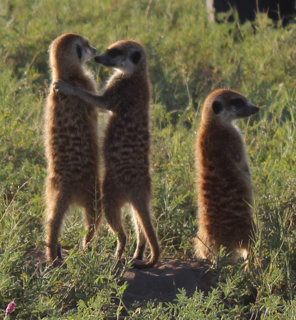 Image of Suricata Desmarest 1804