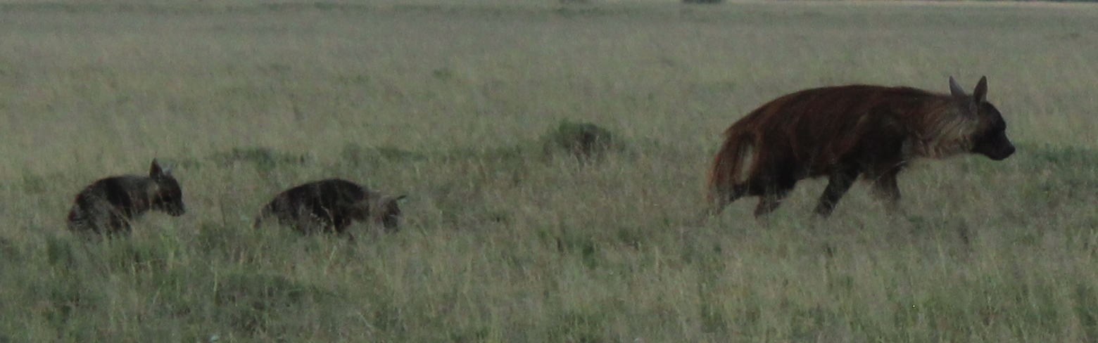 Image of Brown Hyena -- Brown Hyaena