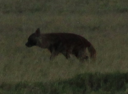 Image of Brown Hyena -- Brown Hyaena