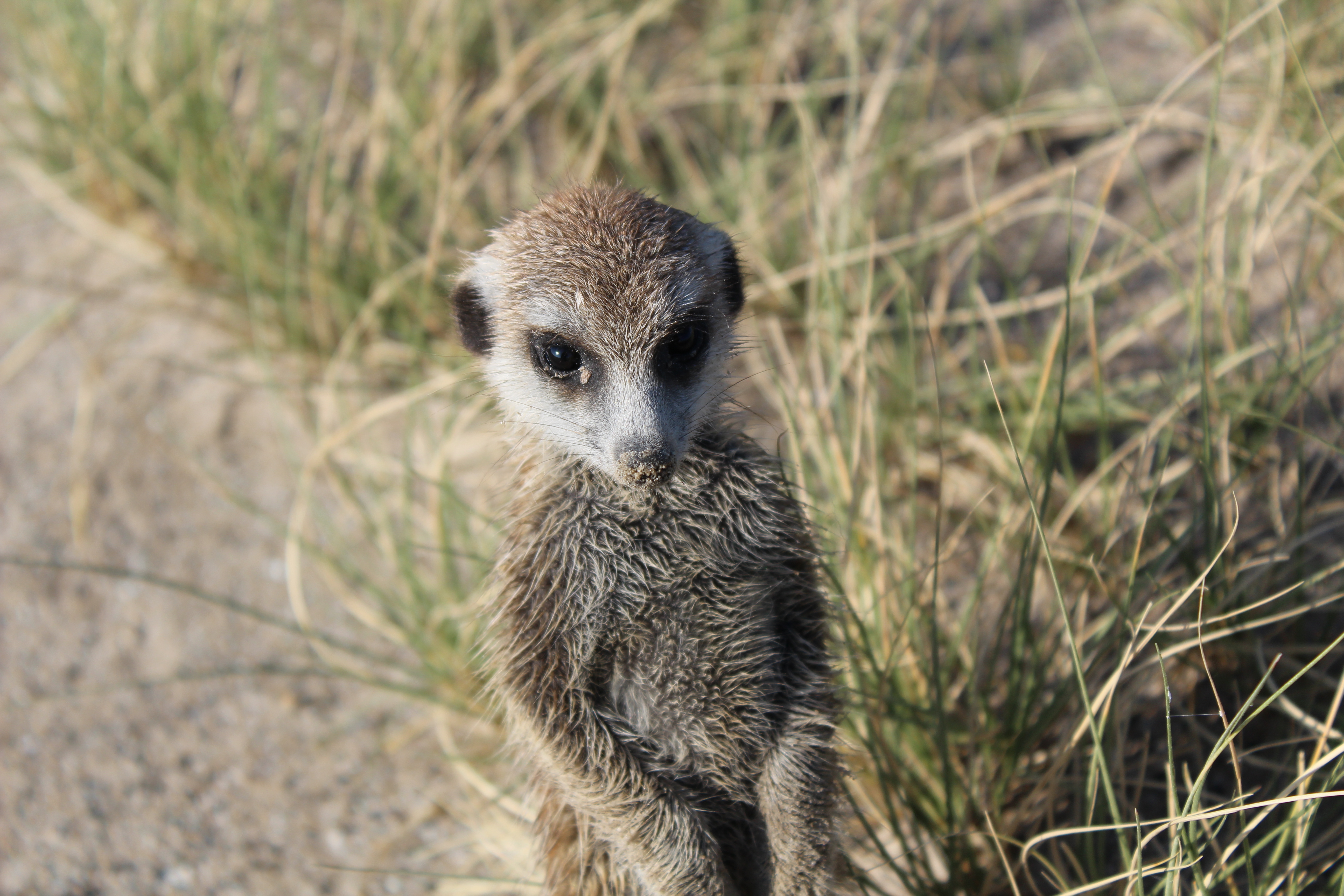 Image of Suricata Desmarest 1804