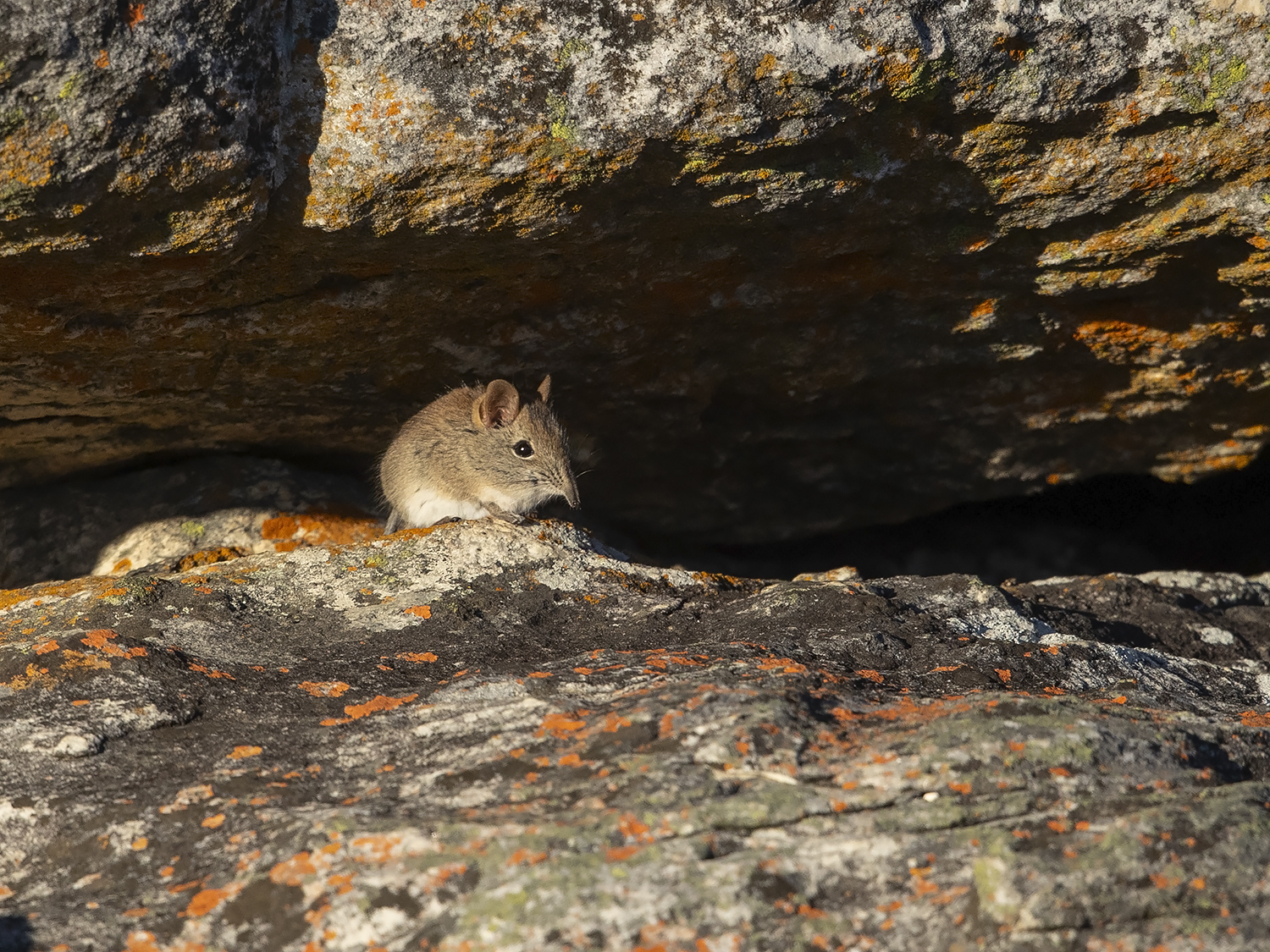 Image of Bushveld Elephant Shrew