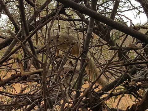 Image of Smith's Bush Squirrel