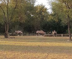 Image of Gemsbok