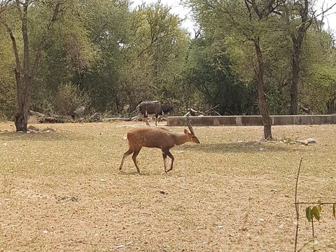 Image of Bushbuck