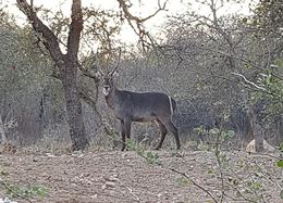 Image of Ellipsen Waterbuck