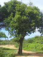 صورة Handroanthus chrysanthus (Jacq.) S. O. Grose