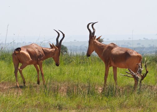 Image of Lelwel Hartebeest