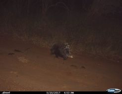 Image of African Porcupine