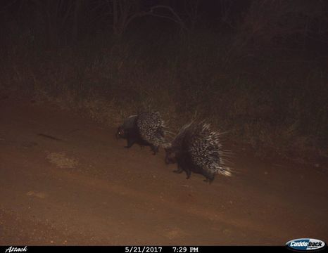 Image of African Porcupine