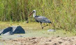 Image of African Woolly-necked Stork