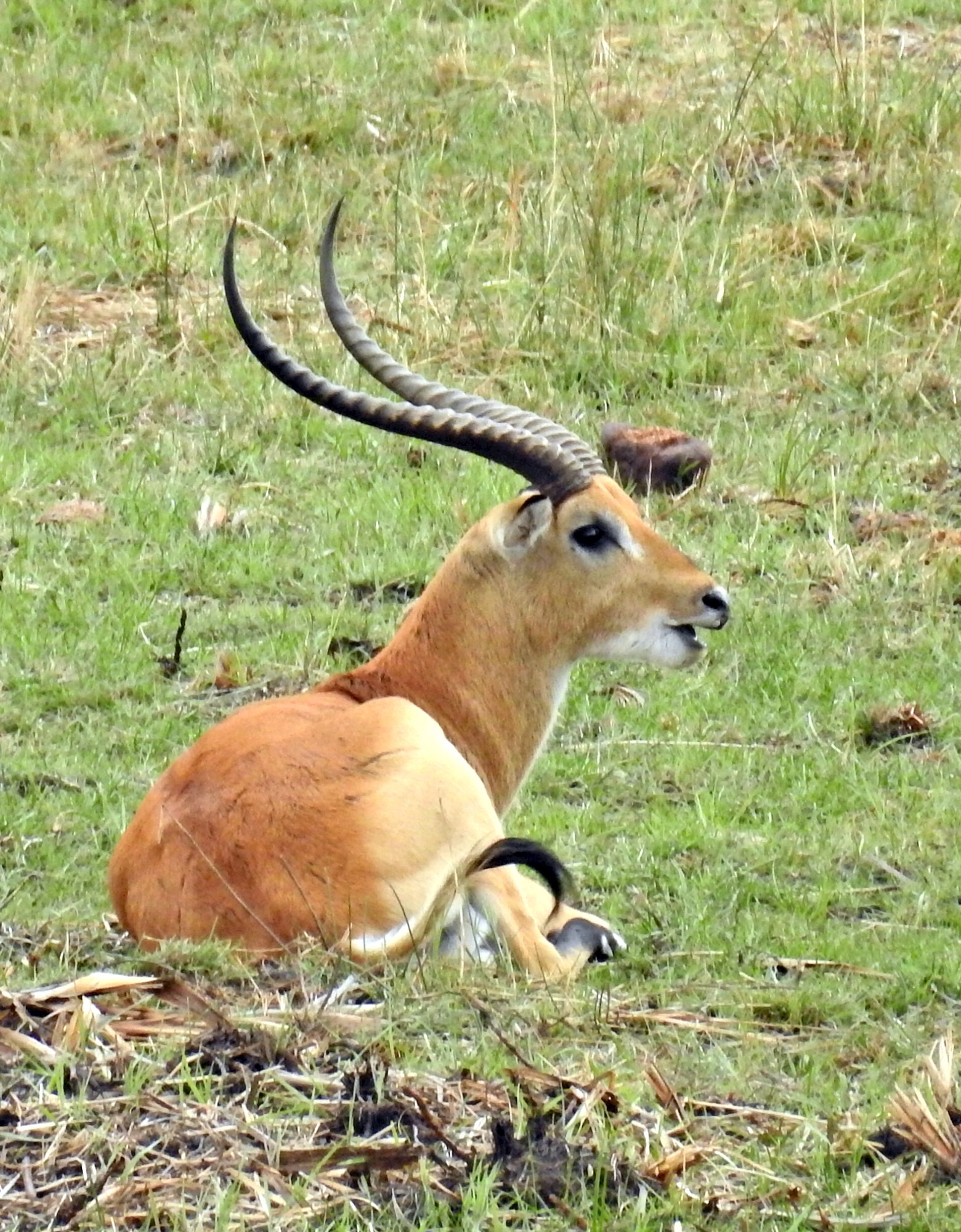 Image of Red Lechwe