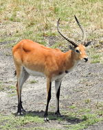 Image of Red Lechwe