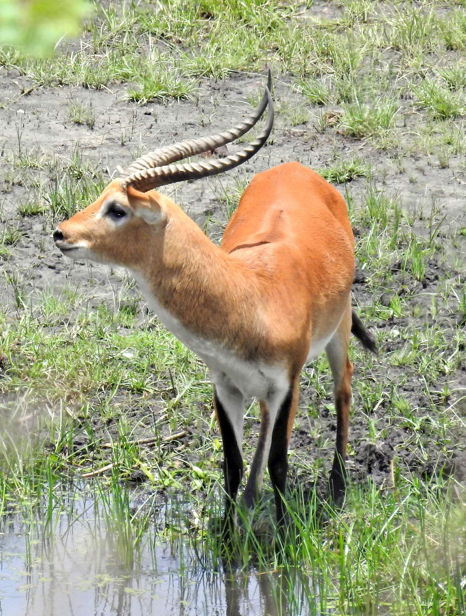 Image of Red Lechwe