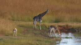 Image of Rhodesian Giraffe -- Luangwa Giraffe