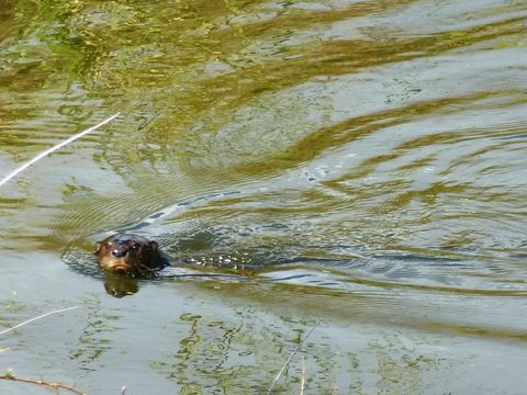 Image of African Clawless Otter