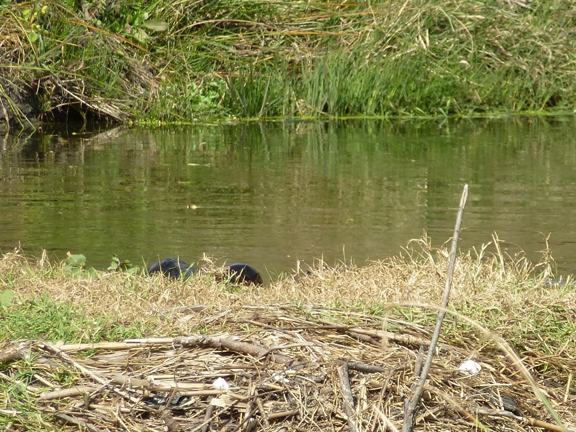 Image of African Clawless Otter