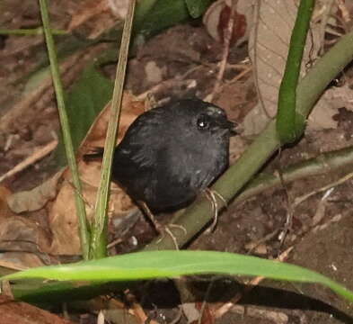 Image of Santa Marta Tapaculo