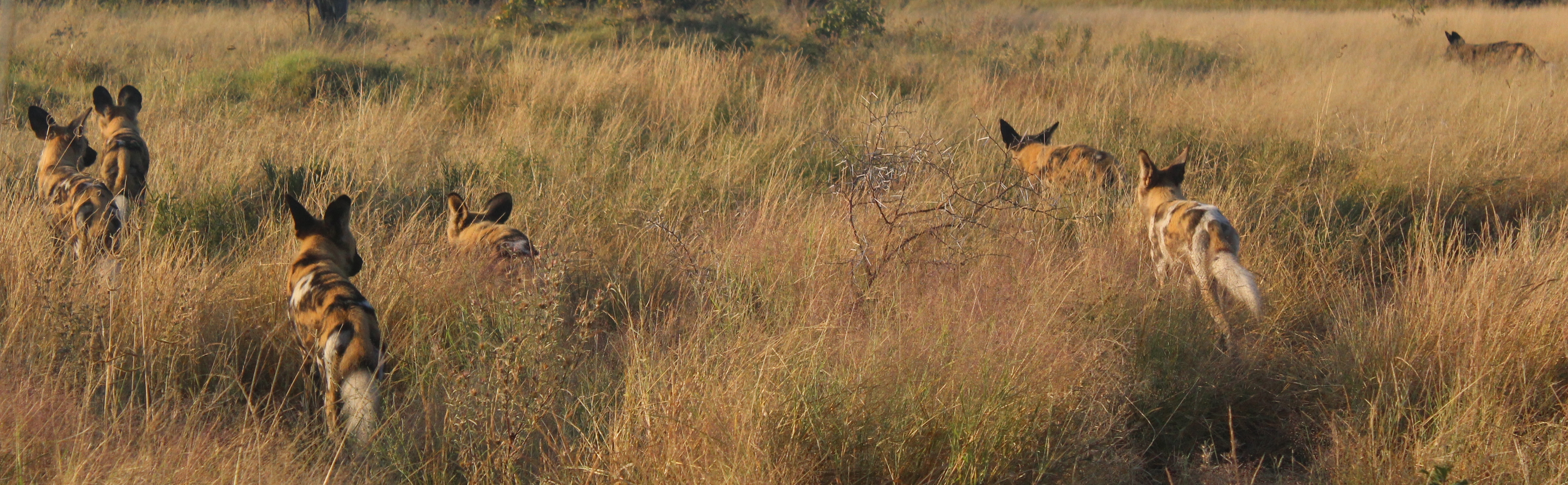 Image of African Hunting Dog