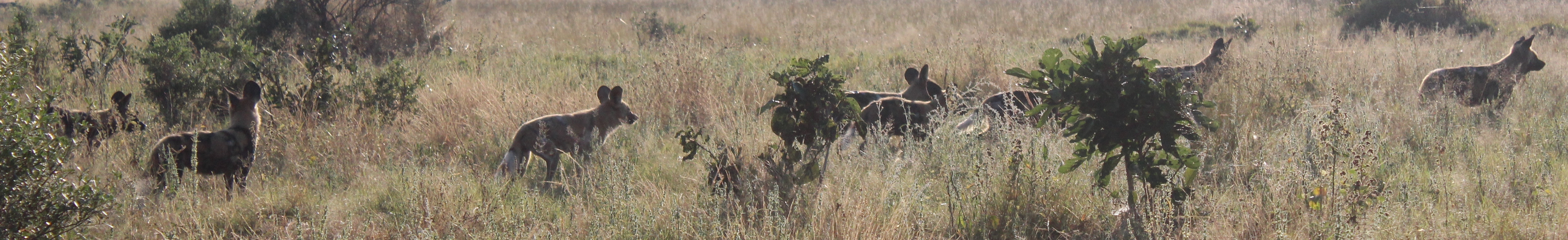 Image of African Hunting Dog