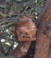 Image of Gambian Epauletted Fruit Bat