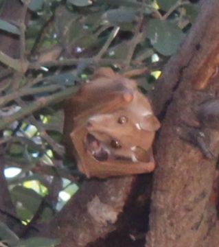 Image of Gambian Epauletted Fruit Bat