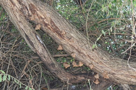 Image of Gambian Epauletted Fruit Bat