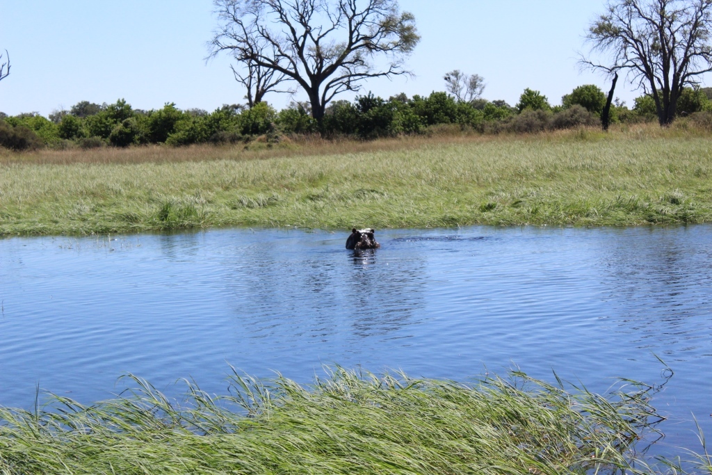 Image of Common Hippopotamus