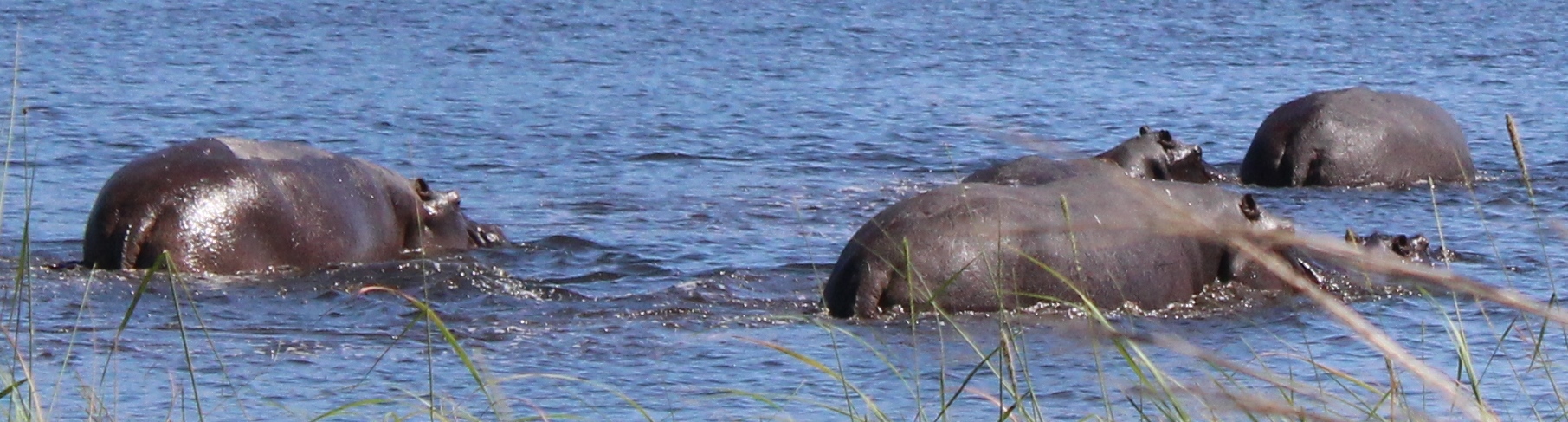 Image of Common Hippopotamus