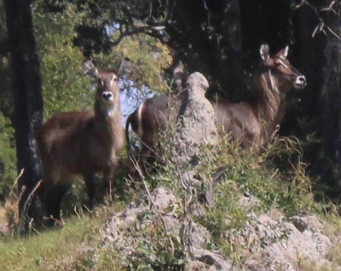 Image of Ellipsen Waterbuck