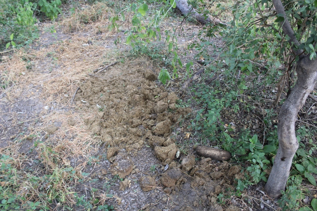 Image of Common Hippopotamus