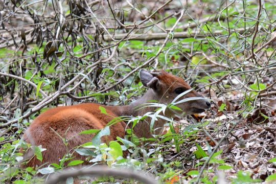 Image of Natal Duiker