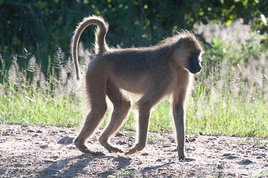 Image of Yellow Baboon