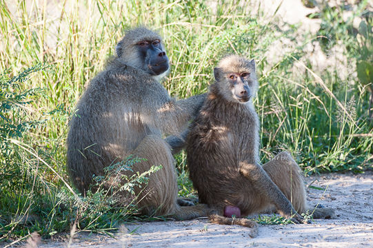 Image of Yellow Baboon