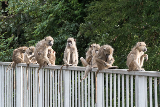 Image of Yellow Baboon