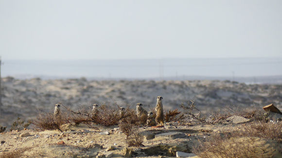 Image of Suricata Desmarest 1804