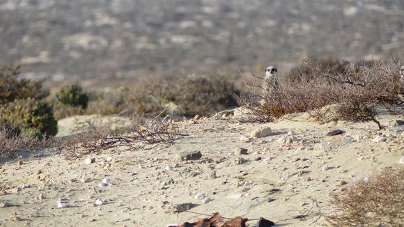 Image of Suricata Desmarest 1804