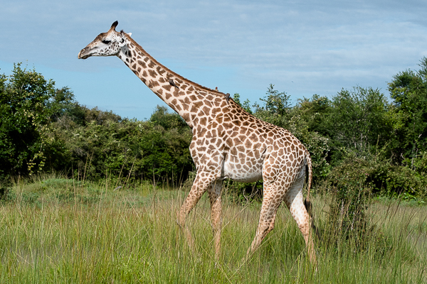 Image of Rhodesian Giraffe -- Luangwa Giraffe