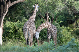 Image of Rhodesian Giraffe -- Luangwa Giraffe