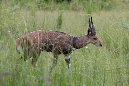 Image of Bushbuck