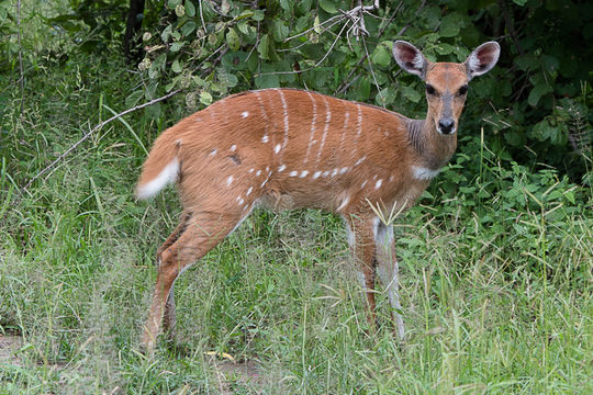 Image of Bushbuck