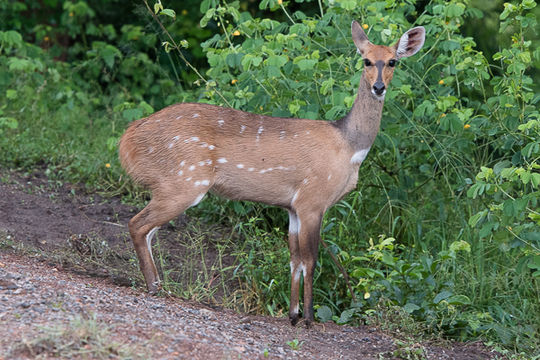 Image of Bushbuck